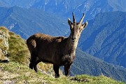 60 Lo stambecco osserva benemantenendo le debite distanze